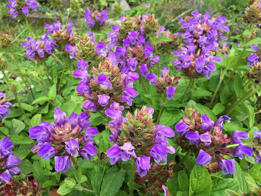 Prunella grandiflora